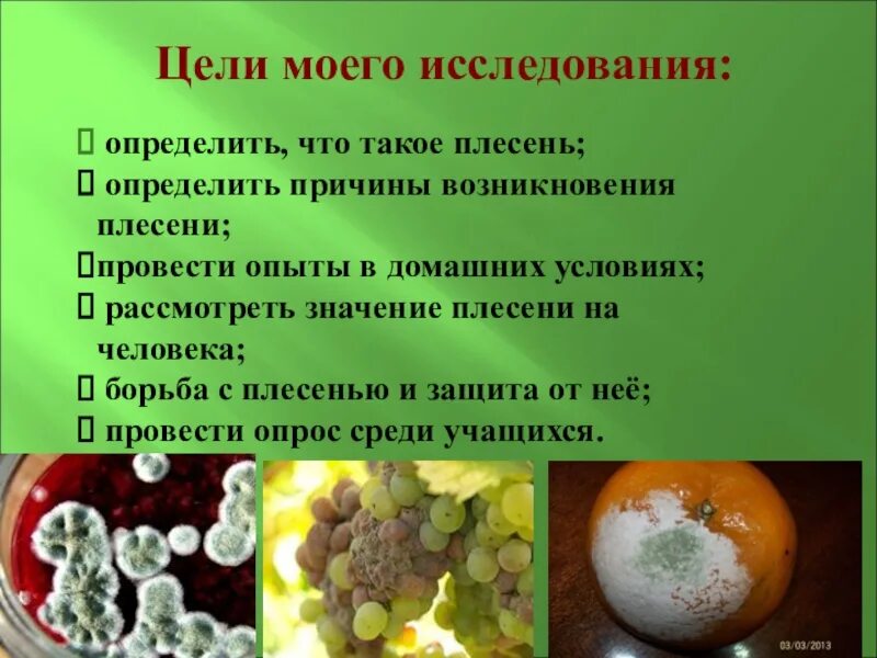 Плесень исследовательская. Плесень исследовательская работа. Презентация на тему плесень. Презентация к проекту плесень. Плесень презентация 5 класс.