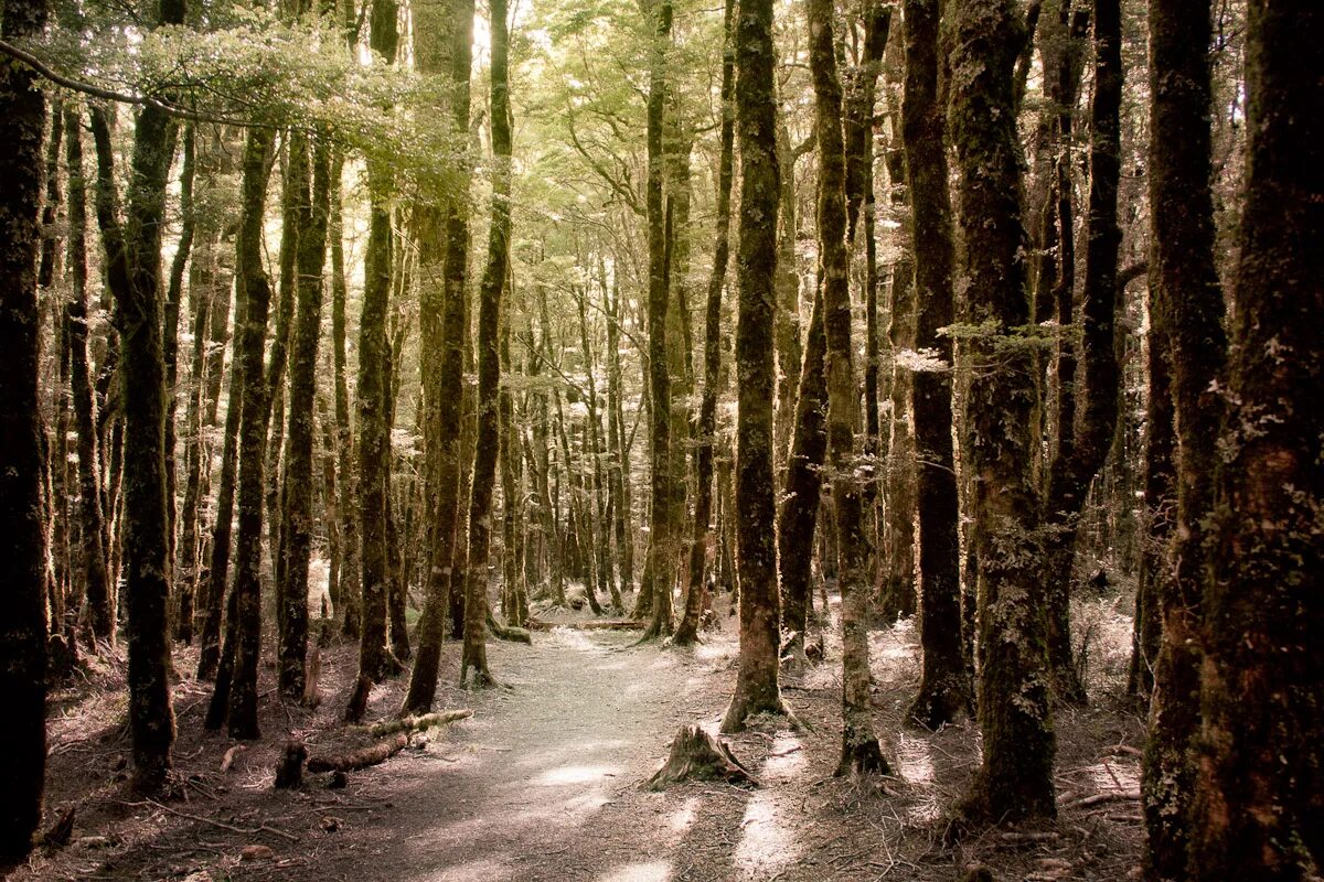 Невероятный лес. Новая Зеландия Властелин леса. Эльфийский лес. Чудесный лес. Леса новая Зеландия Властелин колец.