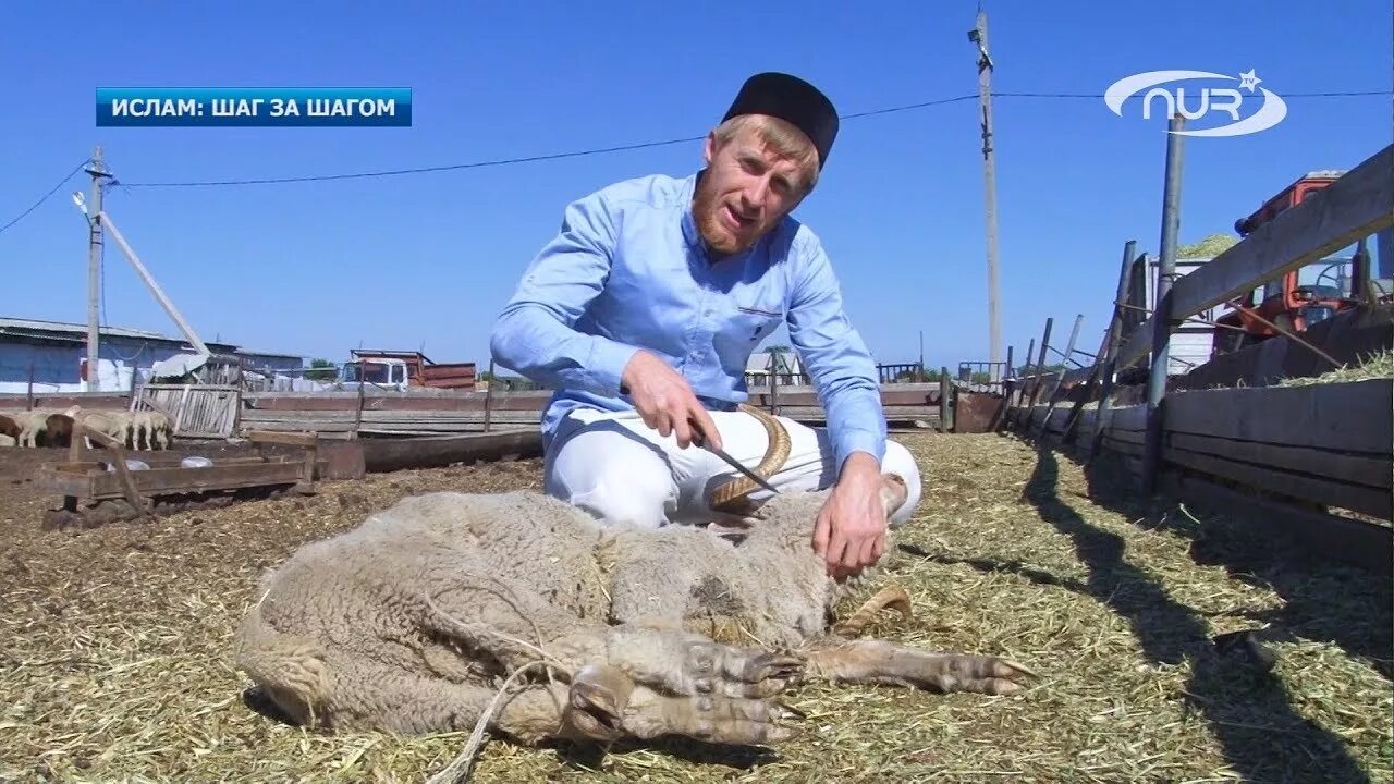 Корову принесли в жертву. Курбан байрам забой барана. Уруджев Курбан Байрамбекович. Жертвоприношение барана. Курбан байрам режут барана.