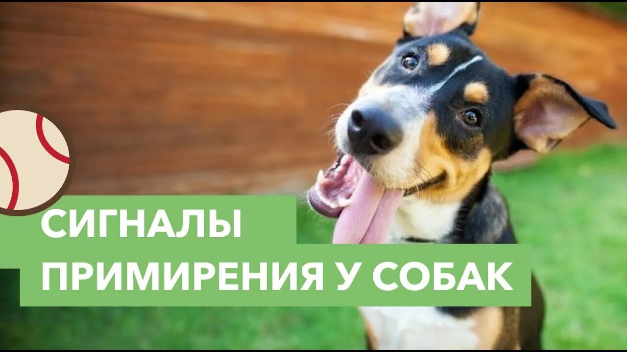 Собачий сигнал. Сигналы примирения у собак. сигналы примирения у собак в картинках. 30 сигналов примирения у собак. жесты примирения у собак.