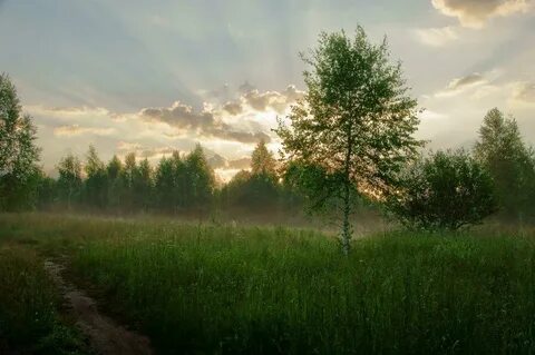 Березы на заре