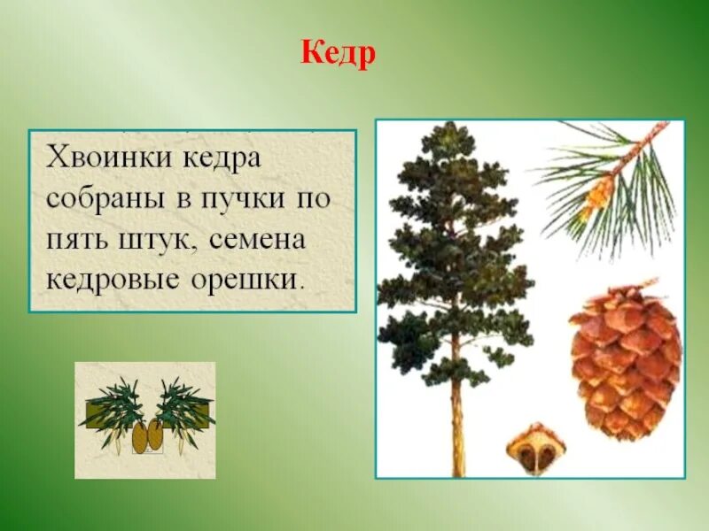 Листья хвойных деревьев с названиями. Хвойные деревья названия. Тест что такое хвоинки. Хвойные деревья 1 класс окружающий мир. У хвойных деревьев листья в виде.