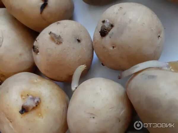 Семенной картофель Сарпо Мира и Шарвари Пирожка . Распаковка посылки с клубнями 