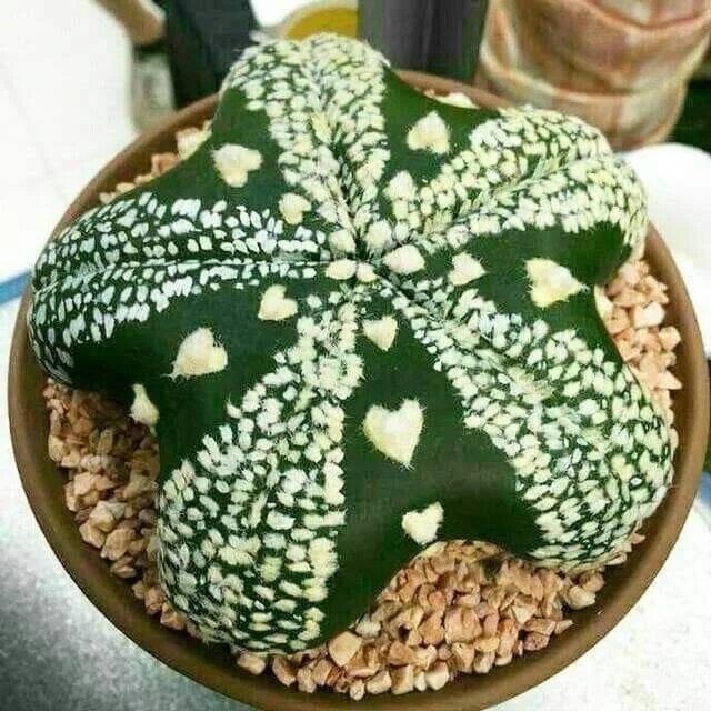 Astrophytum asterias. Кактус астрофитум культивары. astrophytum asterias kikko. astrophytum asterias hanazono. astrophytum asterias nudum ooibo.
