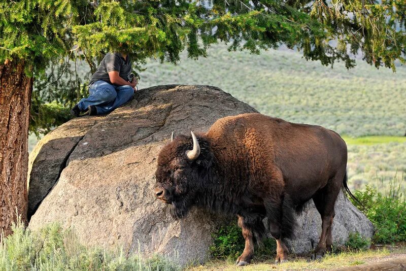 Год бизона. Лесной Бизон Bison Bison athabascae Rhoads. Бизон в зоопарке. Карельский зоопарк ЗУБР Бизон. Чёрногорское национальное животное.