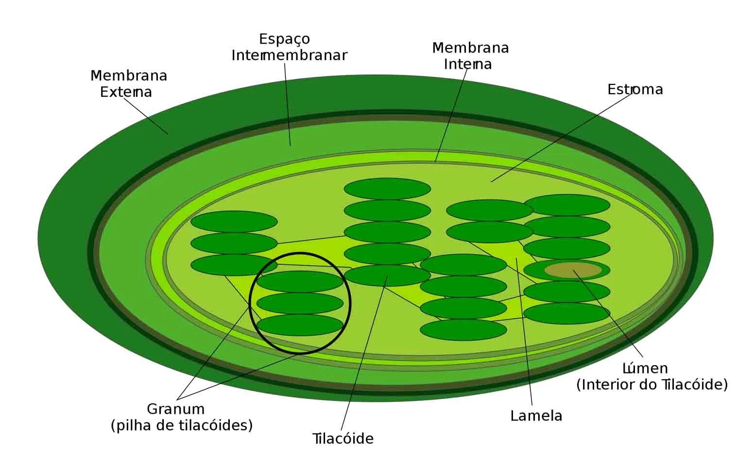 Хлоропласты в зеленых клетках. Хлорофилл в хлоропластах. Хлоропласты хлорофиллы рисунок. Хлоропласт пигмент строение. Строма хлоропласта схема.