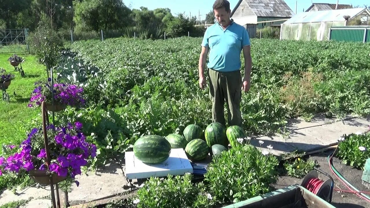 Как вырасти арбуз в подмосковье. Арбуз на грядке. Грядка для арбузов. Арбуз на даче. Грядка для арбуза в открытом грунте.