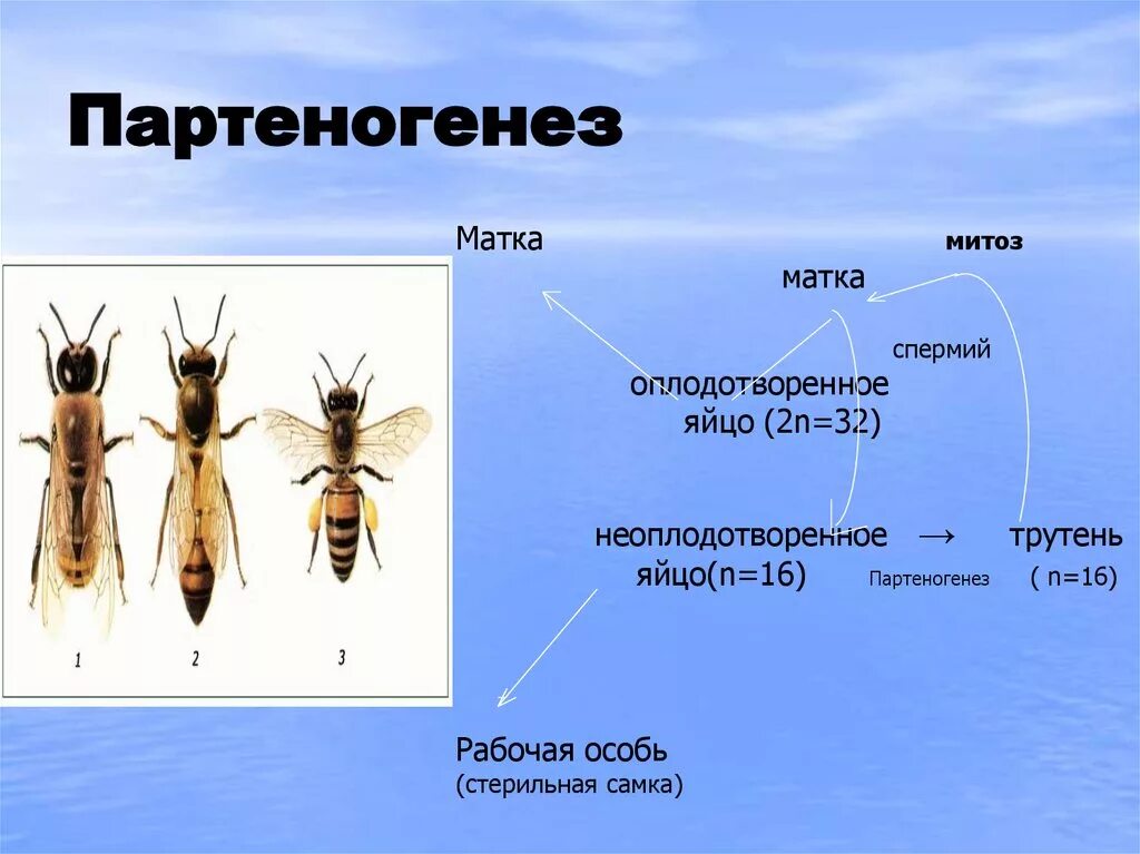 Партеногенез это в биологии 9 класс. Партеногенез у насекомых. Партеногенетическое размножение. Партеногенез у пчел.