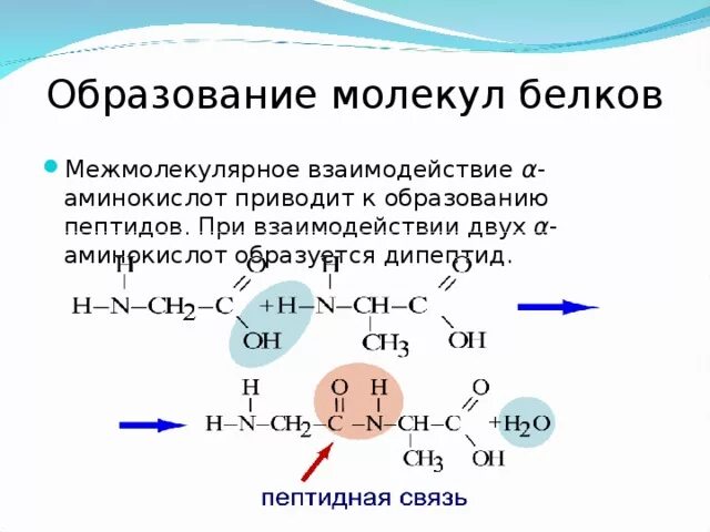 Образование молекул белков. Межмолекулярные взаимодействия в белках. Межмолекулярное взаимодействие аминокислот. Образование белковых молекул. Белково белковые взаимодействия