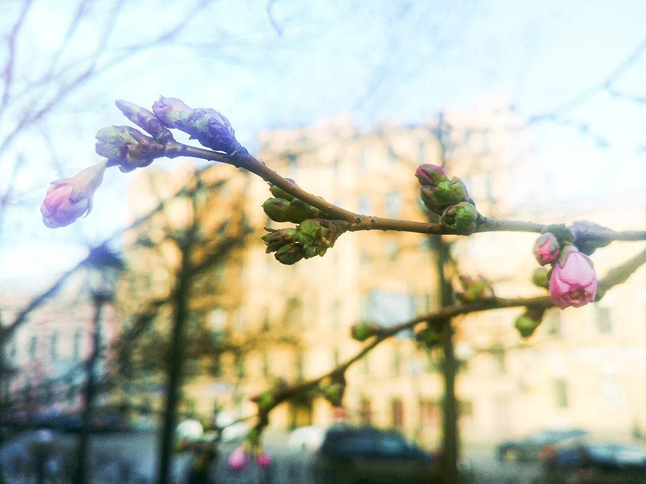 Сейчас начало весны. В саду дружбы в Петербурге зацвела Сакура. Цветение Сакуры в СПБ 2023. Сакура зацвела в СПБ.