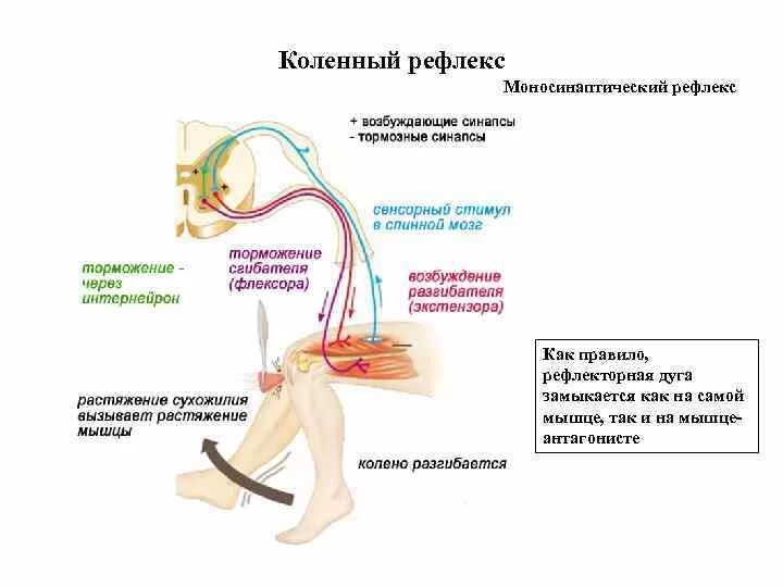 Как происходит рефлекс. Коленный рефлекс рефлекторная дуга схема физиология. Цепочка коленного рефлекса. Коленный рефлекс рефлекторная дуга замыкается. Функции каждого звена рефлекторной дуги коленного рефлекса.