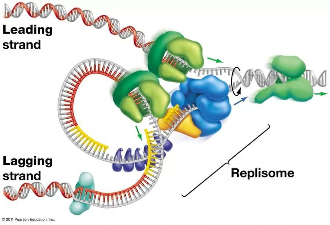 Фермент хеликаза. Фермент топоизомераза ДНК репликация. ДНК полимераза и праймаза. Хеликаза. ДНК лигаза полимераза хеликаза.