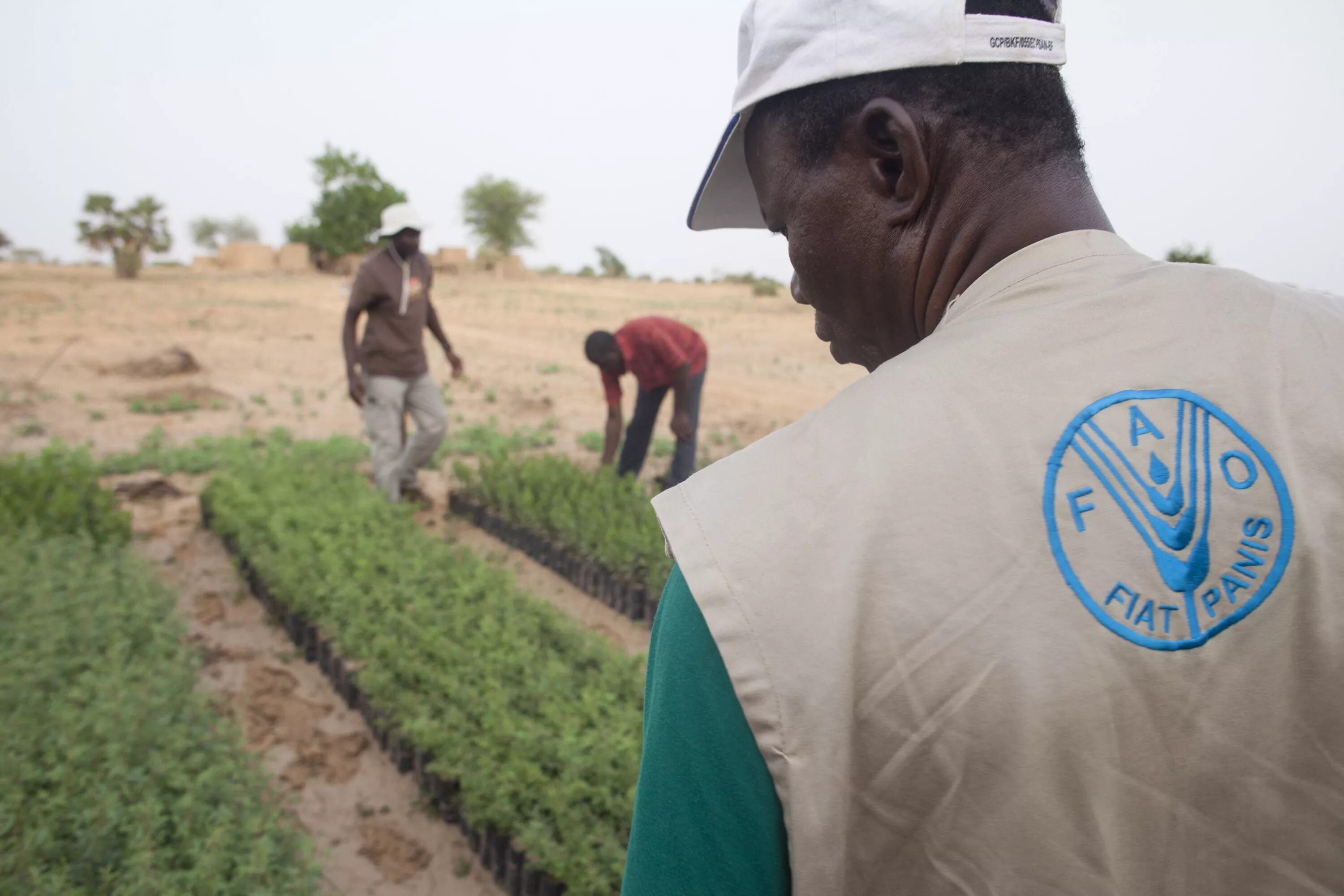 Продовольственная и сельскохозяйственная оон. ФАО. ФАО логотип. Food and Agriculture Organization FAO. Сахель земледелие.