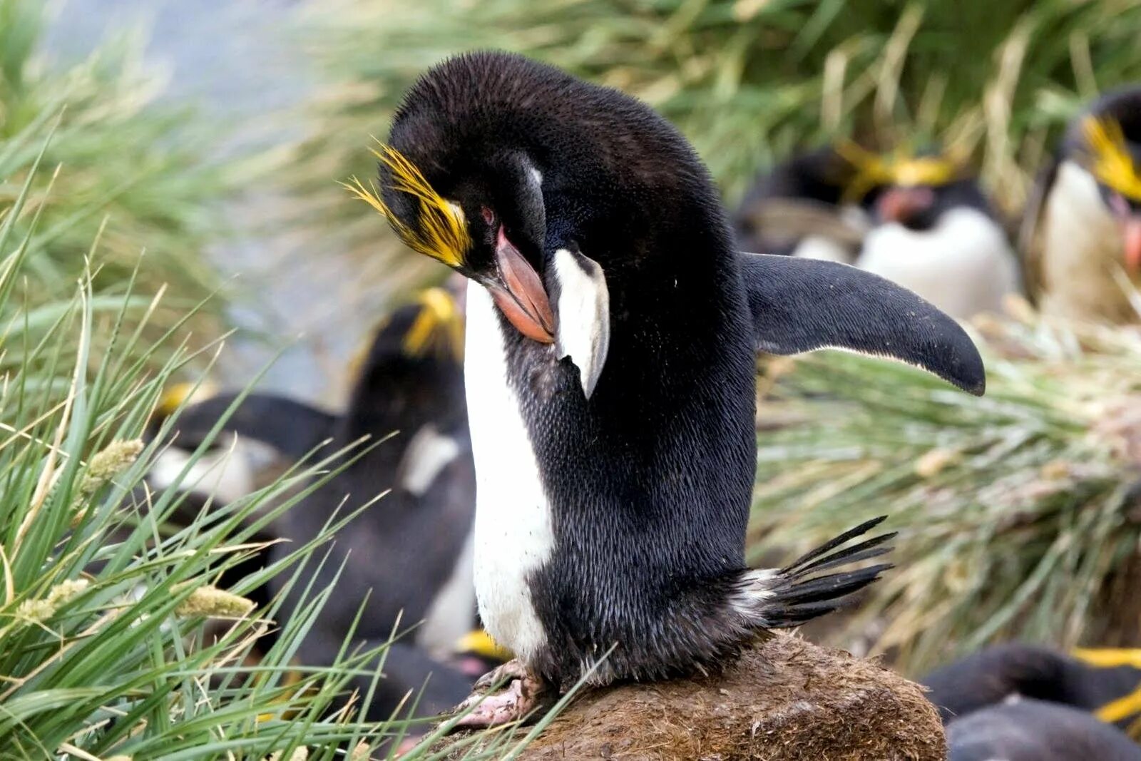 Macaroni Penguin Пингвин. Северный хохлатый Пингвин. Новозеландский хохлатый Пингвин. Карликовый Пингвин. Какие красивые золотистые пингвины