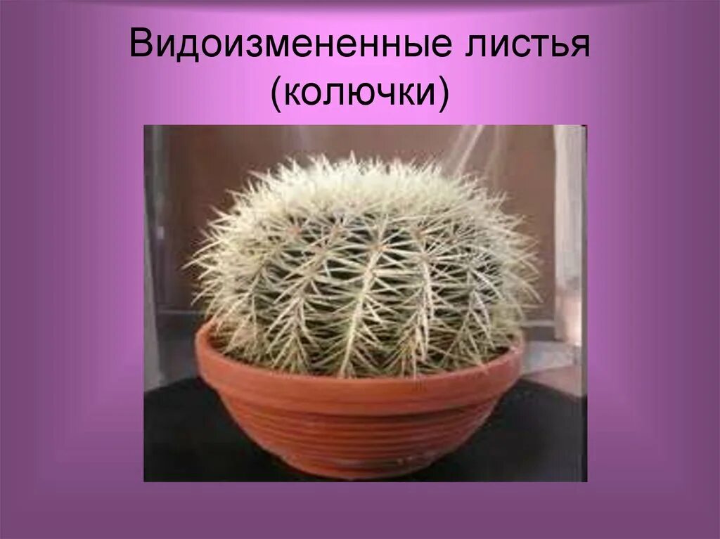 Видоизменение листьев кактуса. Колючки видоизмененные листья. видоизменение листьев колючки. колючки кактуса это видоизмененные листья. листья колючки видоизменения листьев.