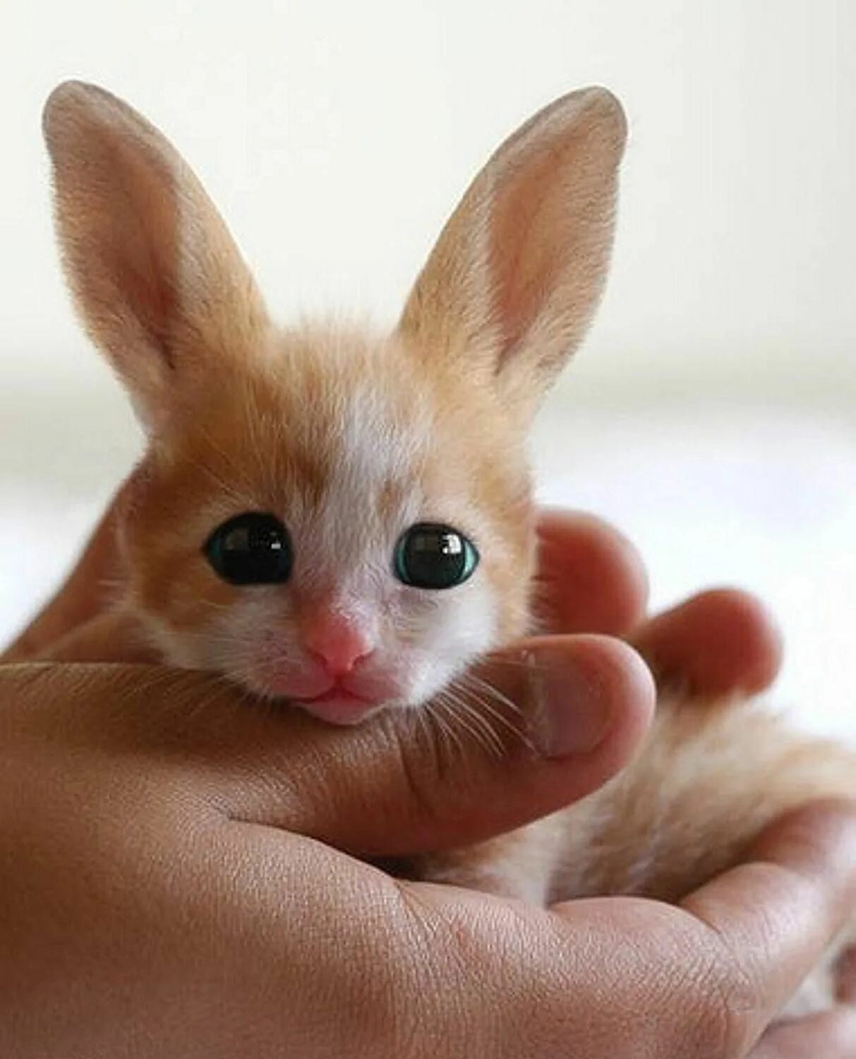 Лисица фенек. Пушистые котята. Котенок с сердечком. Красивые котята. Грустный котенок.