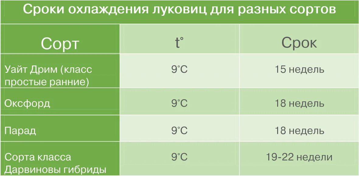 При какой температуре хранить тюльпаны. Таблица охлаждения луковиц тюльпанов. таблица периода охлаждения тюльпанов по сортам. тюльпаны сроки охлаждения. период охлаждения луковиц тюльпанов по сортам.