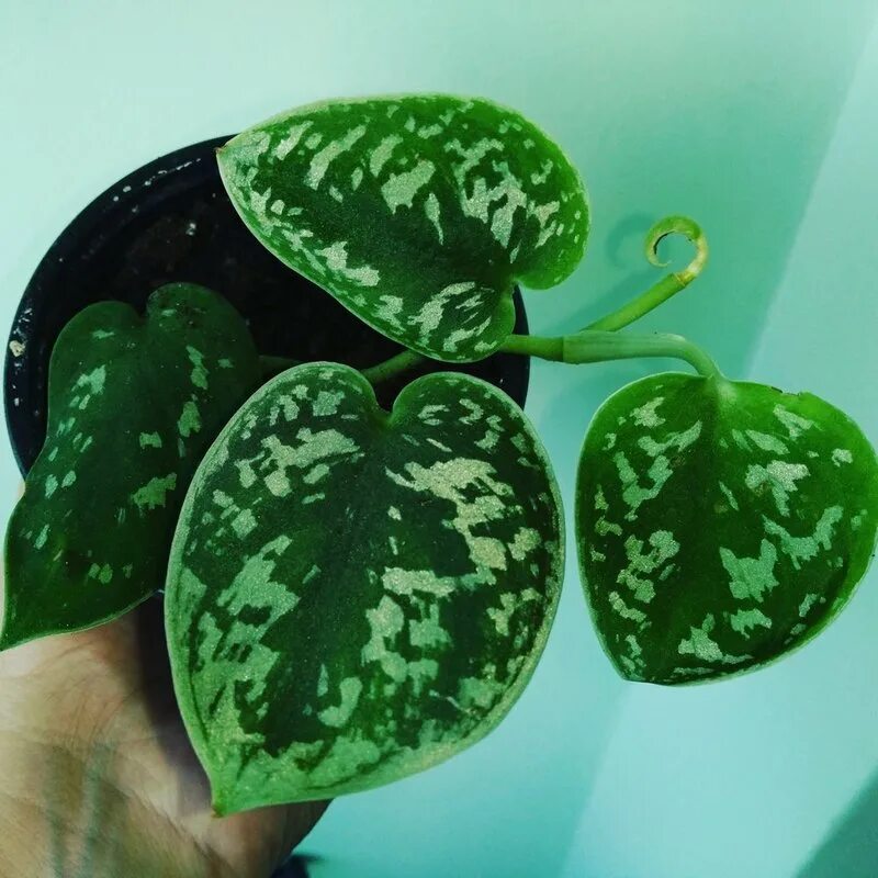 Сциндапсус пестрый. Сциндапсус тигровый. Сциндапсус пиктус сильвер энн. Сциндапсус пиктус аргиреус. Сциндапсус фото и название сорта.