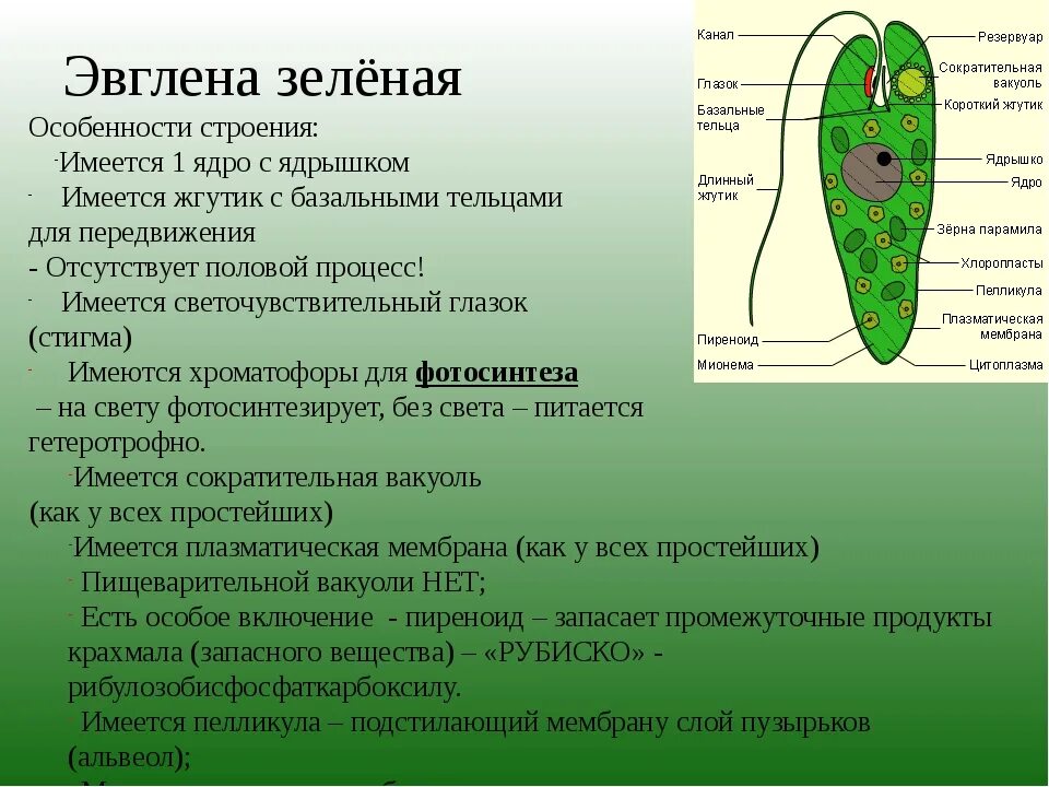 Каковы особенности строения и жизнедеятельности. Эвглена зеленая строение и функции. Эвглена зеленая строение и описание. Особенности строения эвглены зеленой. Особенности строения эвглены.