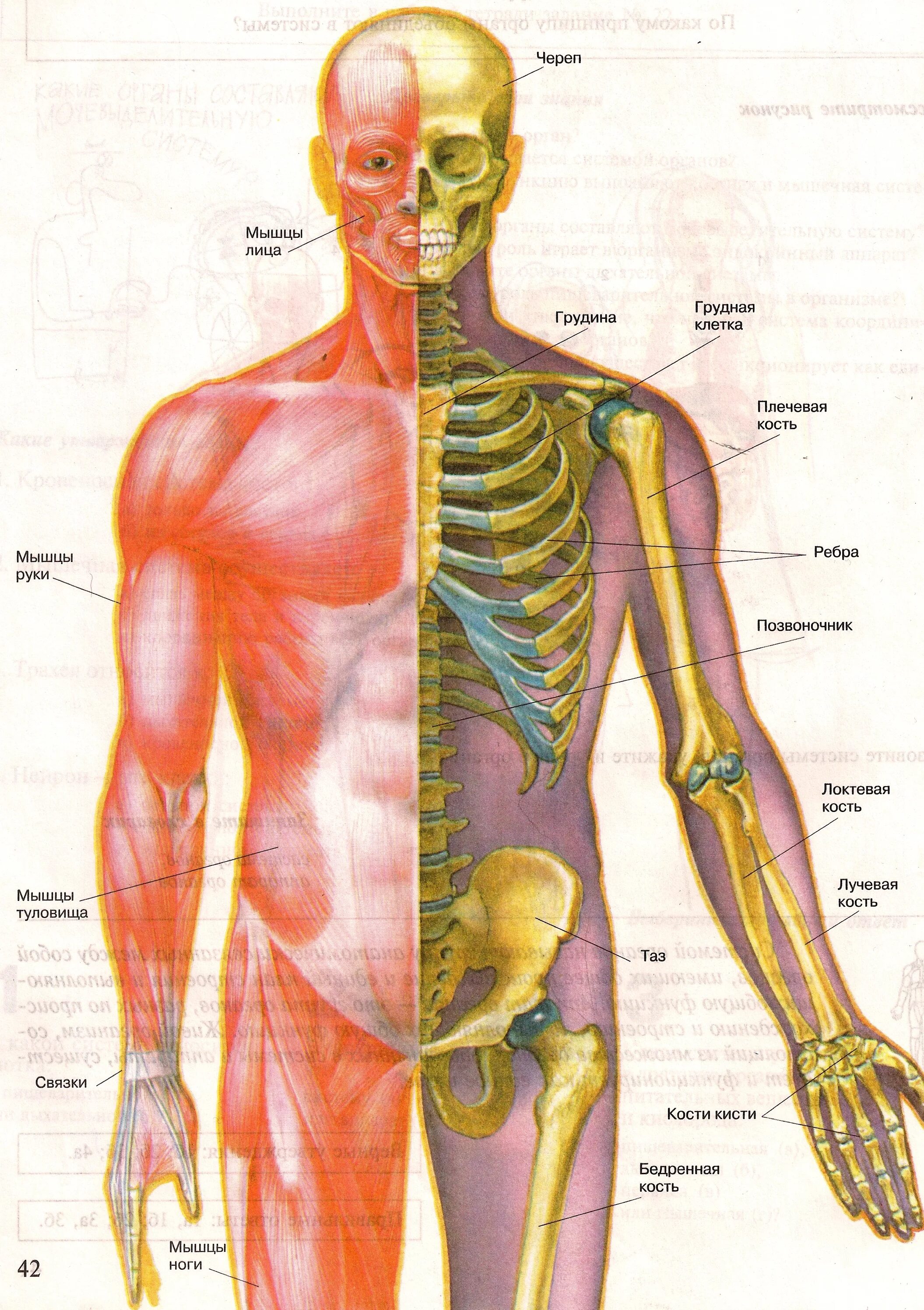 Мышцы и суставы. Строение скелета опорно двигательная система. Болезни костно-мышечной системы (опорно-двигательного аппарата). Опорно двигательная система мышцы человека анатомия. Строение опорно-двигательной системы человека (мышечная система)..