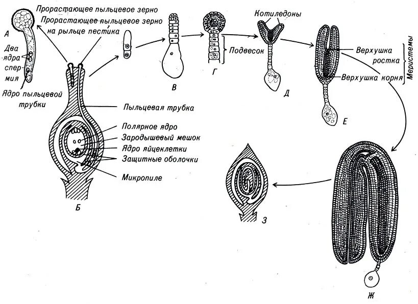 Схема строения пыльцевого зерна. Схема полового размножения цветковых растений. Пыльцевые зерна на рыльце пестика. Строение пыльцевого зерна сосны. Пыльца схема