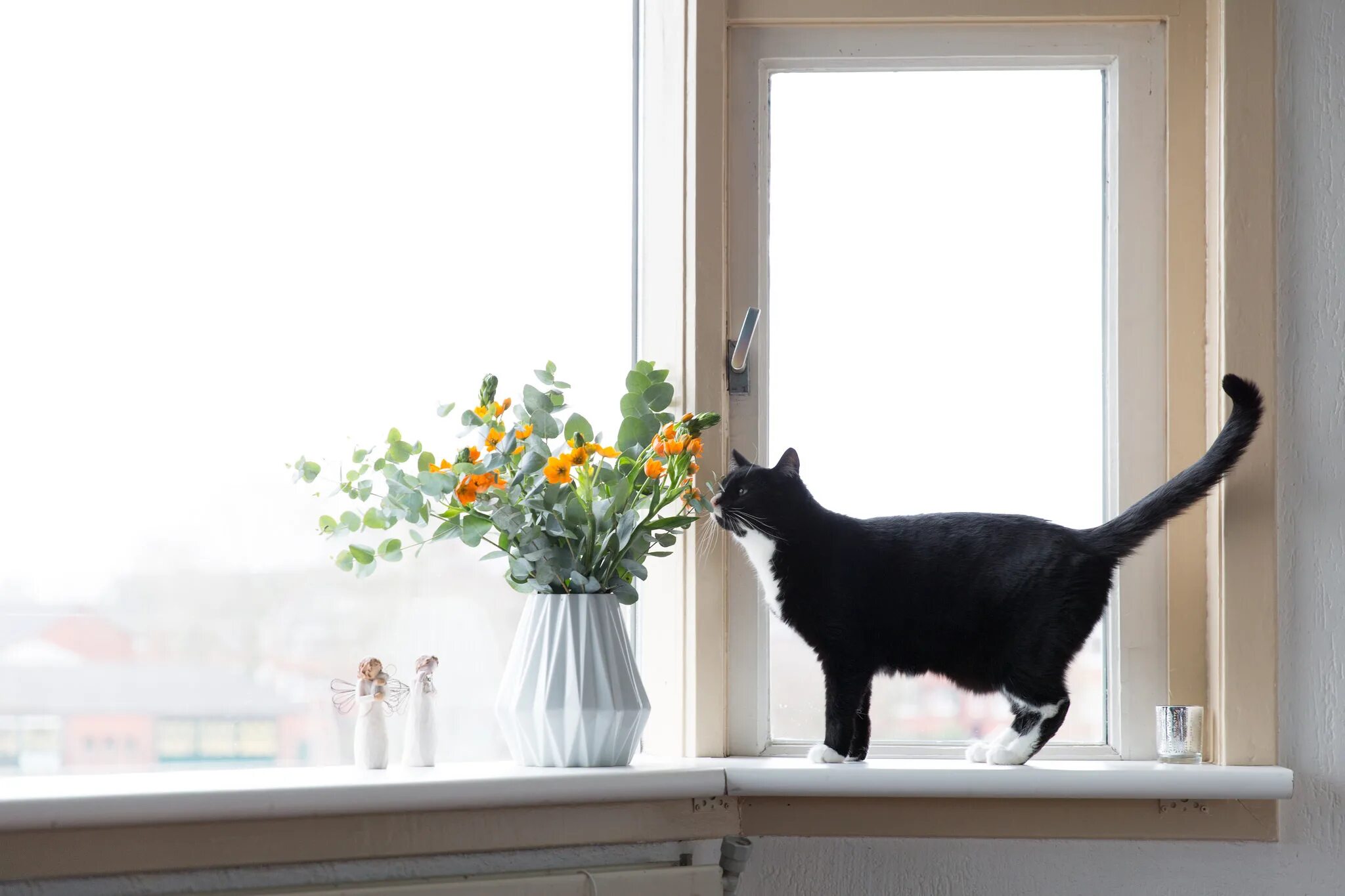 Кошка на подоконнике. Кошка на окне. Котик на подоконнике. Котик у окна. Пластиковые окна кошки