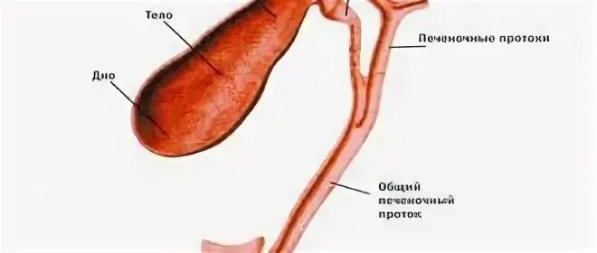 Перетяжка желчного пузыря симптомы. Дисхолия шейки желчного пузыря. загиб желчного пузыря анатомия. загиб в области шейки желчного пузыря. перетяжка желчного пузыря.