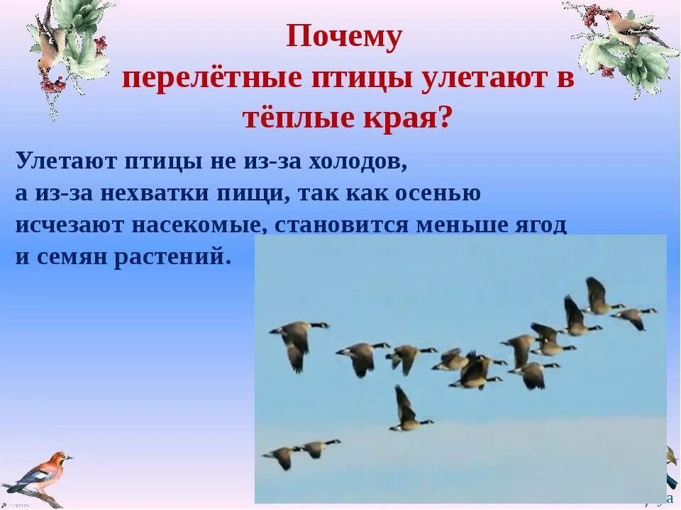 Зачем птицам. Какие птицы улетают на Юг. Птицы перелетают в теплые края. Перелетные птицы осенью для дошкольников. Перелетные птицы в теплых краях.