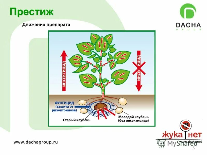тема престиж. тема престиж. престиж характеристика. престиж надпись. престиж проекты примеры.