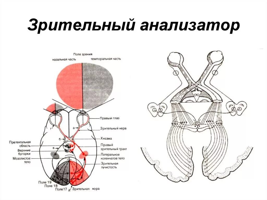 Схема зрительного анализатора сбоку. Схема анализатора зрения. Зрительный анализатор анатомия. Схема зрительного анализатора 8 класс. Что такое зрительный анализатор