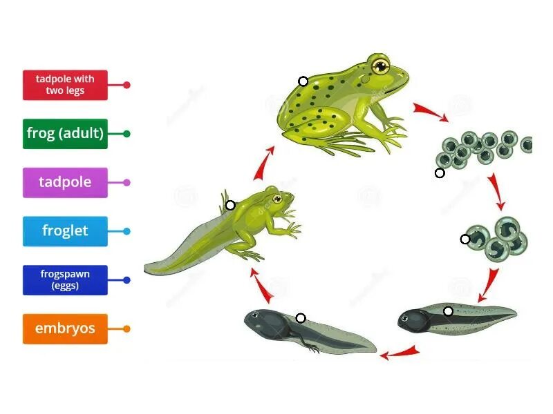 Tadpole. Frog Life Cycle. The diagram shows the Life Cycle of the Frog. Frog diagram. Земноводное у которого раньше всех заканчивается метаморфоз