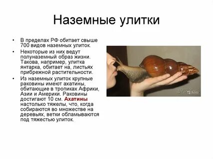 Содержание улиток ахатин