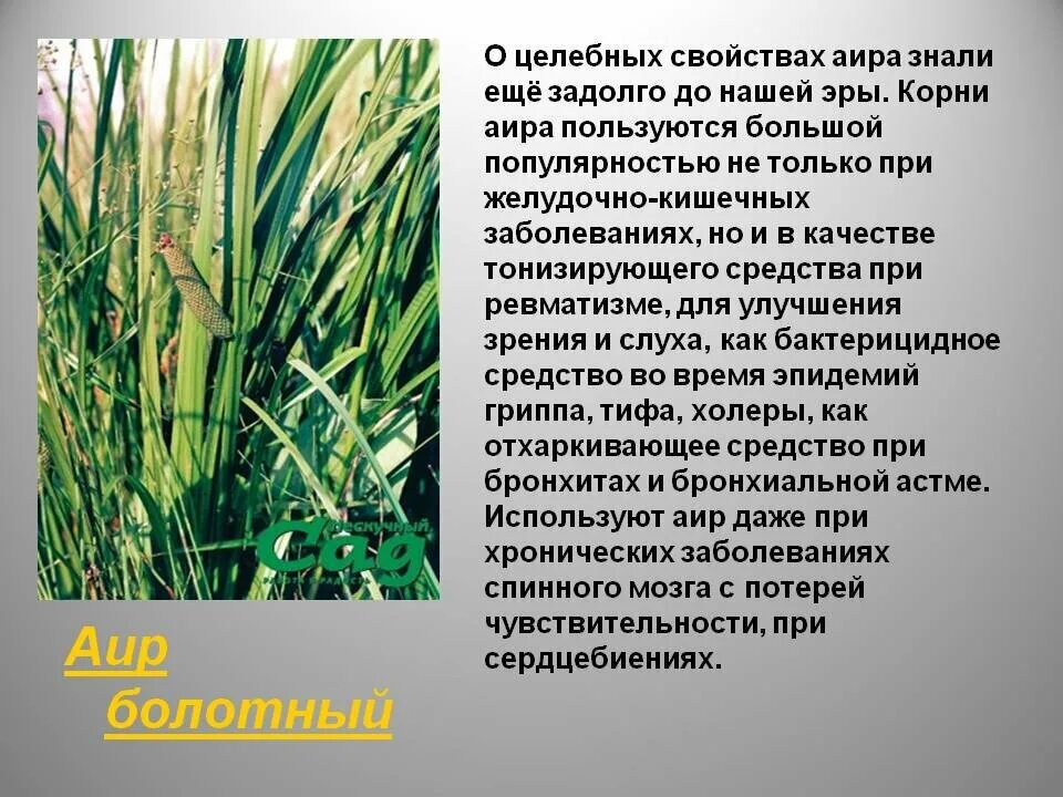 Аир обыкновенный корневища. Аир болотный — acorus calamus l. Корень аира лечебные свойства и противопоказания. Аир корень. Корневище аира болотного характеристики.