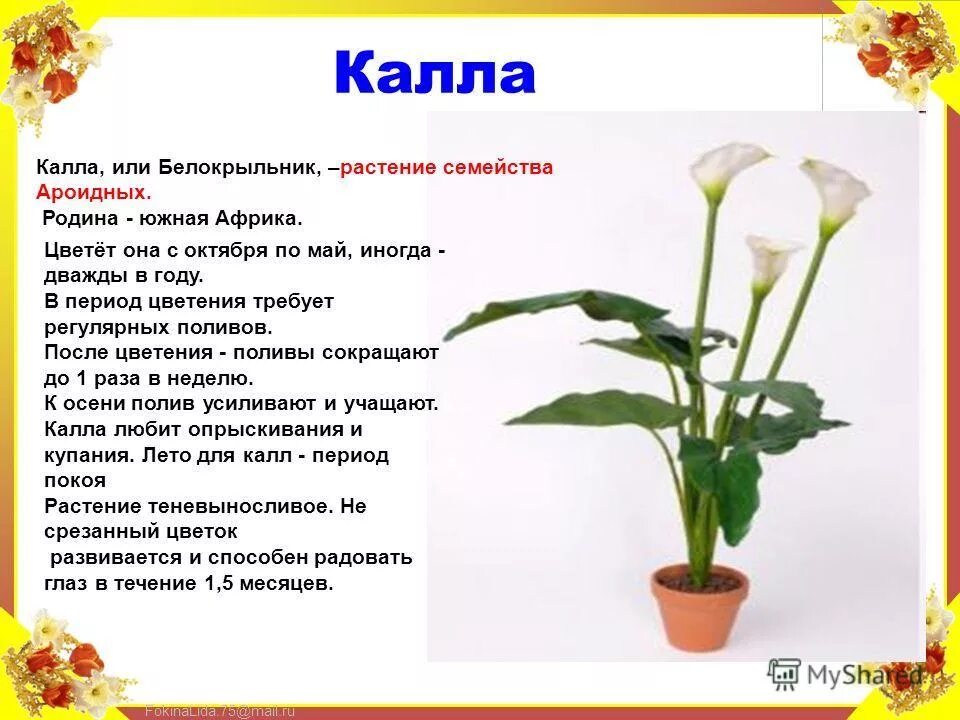 Калла белокрыльник комнатная. Алоказия Калла эфиопская. Комнатные растения и их описание.