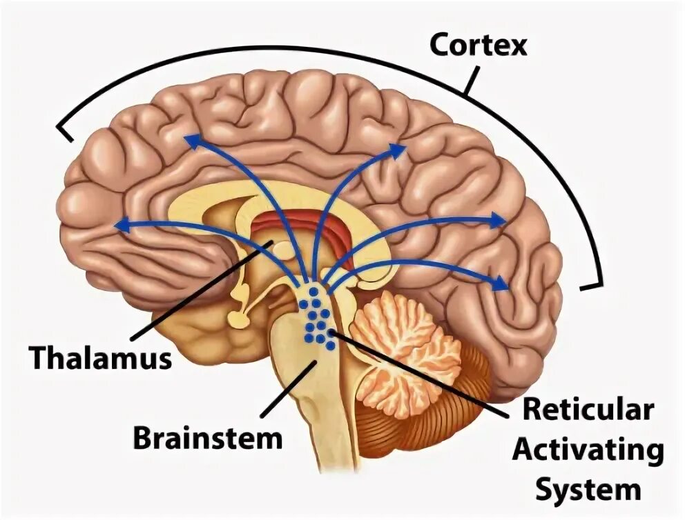 Activate system. Reticular activating System. Reticular activating System and Cortex. Reticular formation. Sensory information Thalamus.