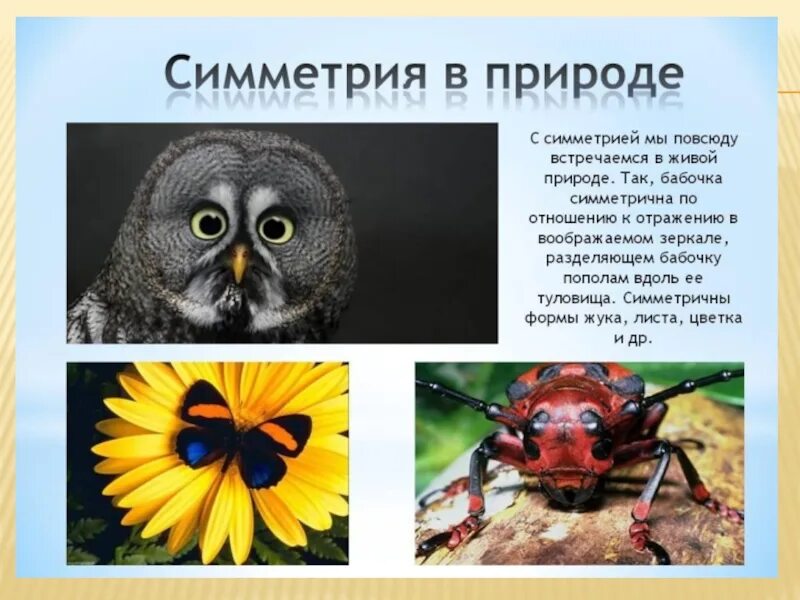 Проект симметрия в жизни. Симметрия в жизни презентация. Симметрия в жизни презентация. Симметрия в жизни презентация. Симметрия ав природе.