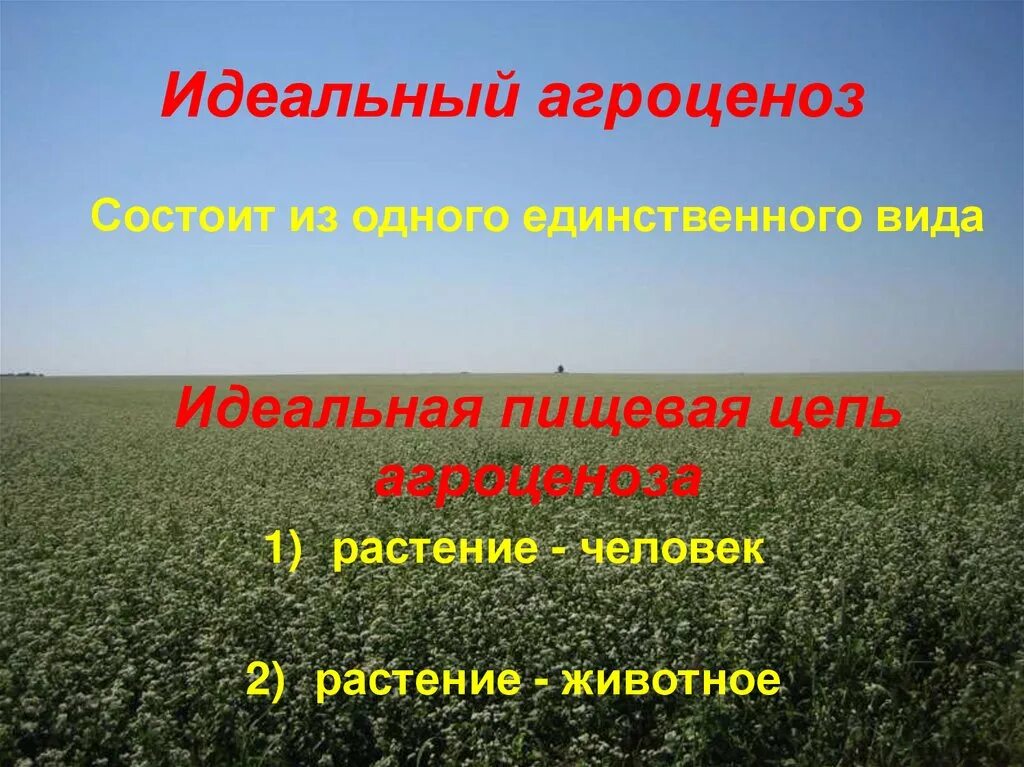 Цепь питания агроценоза. Пищевая сепь агроценоз. Пищевая цепь агроценоза. Идеальный агроценоз. Агроценоз схема.