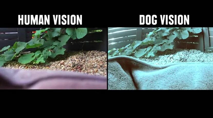 Как выглядит мир глазами собаки Powerful Illustrations Prove That Your Dog Thinks You're Perfect Just The Way Yo