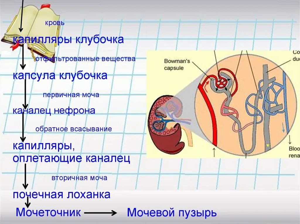 Кровь в лоханке почки. Мочевыделительная система первичная и вторичная моча. Образование первичной и вторичной мочи. Капсула нефрона. Почечная капсула капиллярный клубочек.