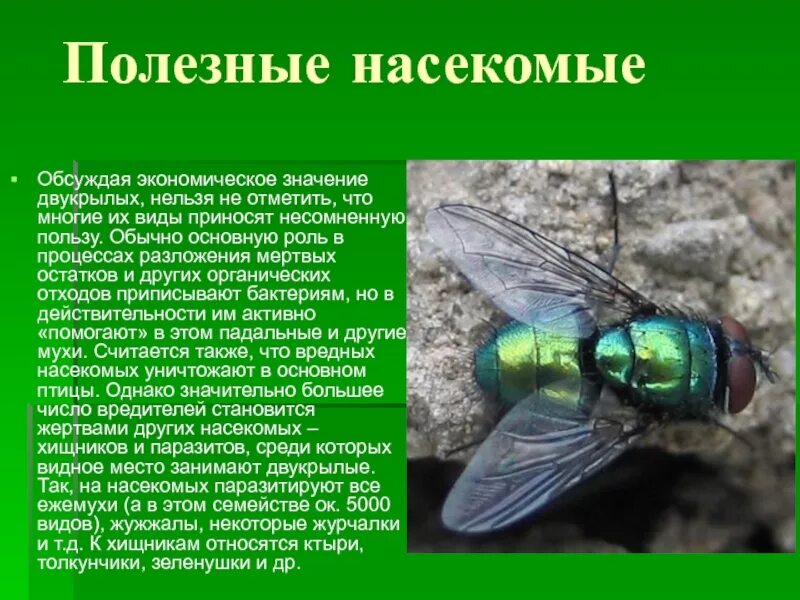 Значение двукрылых
