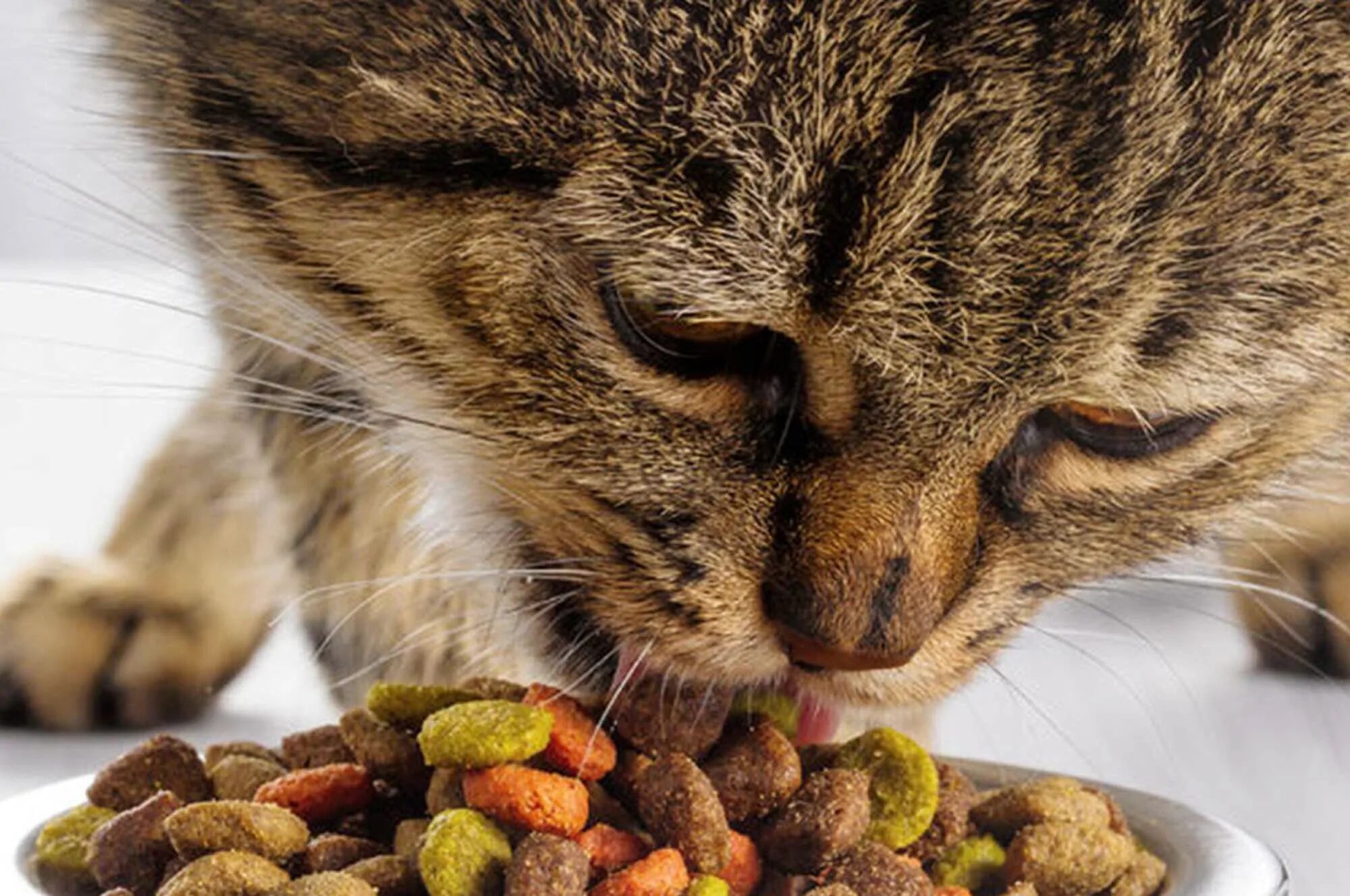 Что ест кошка в домашних условиях. Котик с едой. Еда для котов. Корм для кошек. Кошка ест сухой корм.