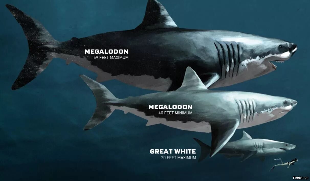 Какой длины акула. Белая акула кархародон. Кархародон МЕГАЛОДОН И человек. МЕГАЛОДОН акула длина. МЕГАЛОДОН рост и вес.