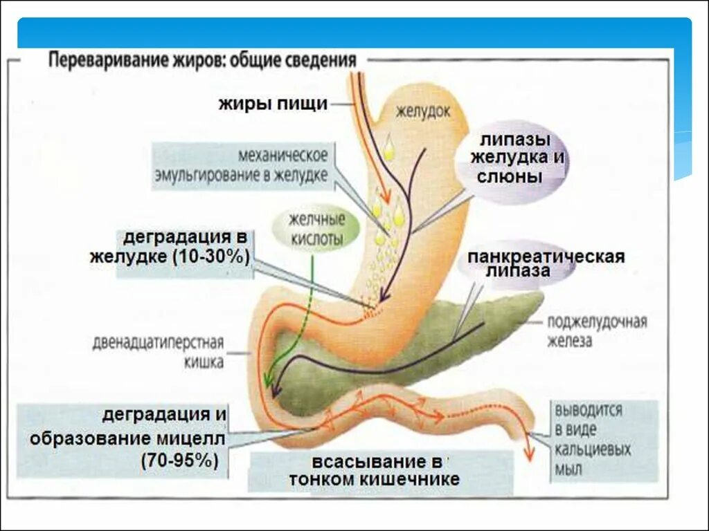 Схема пере варивания рищи. Схема переваривания пищи. Переваривание жиров в кишечнике. Пищеварение в кишечнике схема.