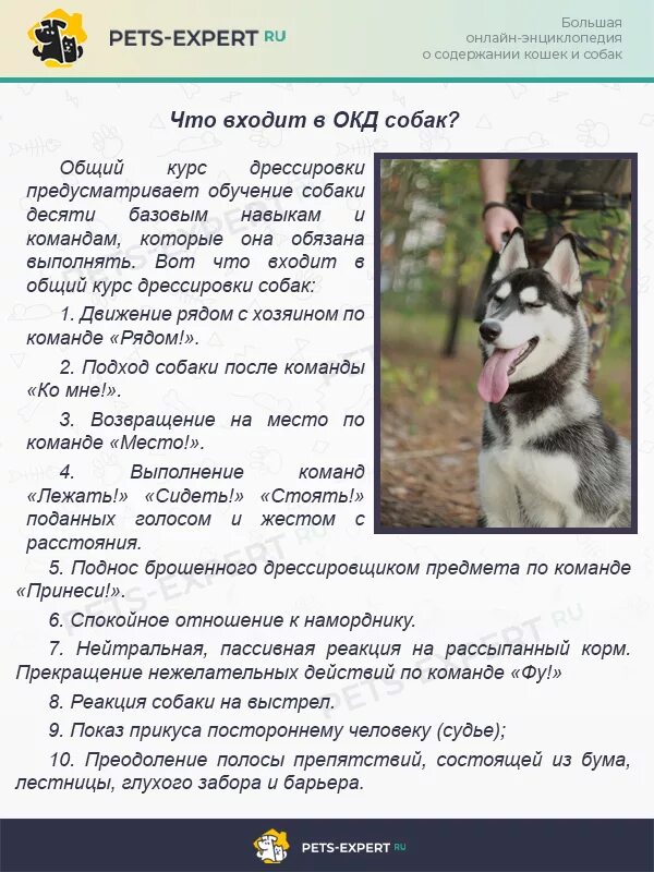 Какие команды должен знать. Перечень команд для собак. Таблица дрессировки собак. Рекомендации по дрессировке собак. Команды для собак хаски.