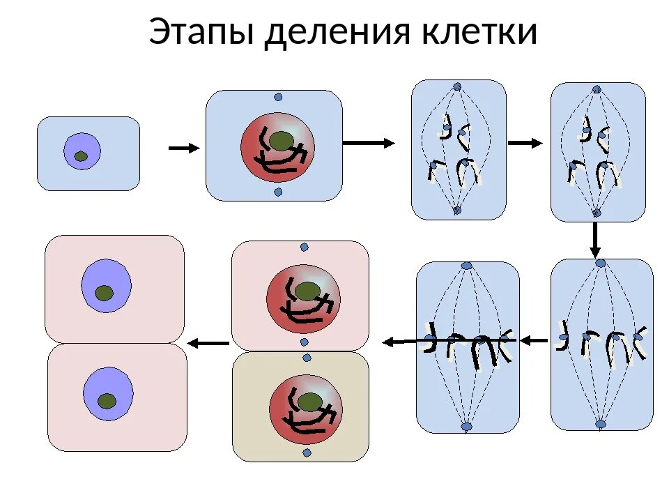 Схема процесса деления клетки. Деление клетки 6 класс биология. Фазы деления клетки. 4 Стадии деления клетки.