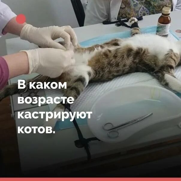 Во сколько месяцев можно стерилизовать. Возраст кастрации котов.