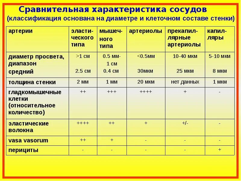 Таблица сосудов человека. Сравнительная характеристика сосудов. Характеристика сосудов. Сравнительная характеристика сосудов человека. Сравнительная характеристика артерий и вен.