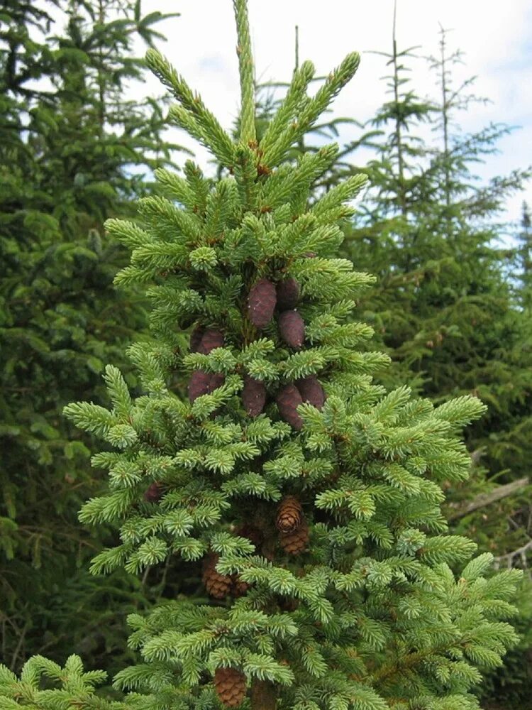 Сорта ели черной. Ель черная Picea Mariana. Ель черная (Picea Mariana) Nana. Ель корейская (Picea koraiensis). Picea Mariana Beissneri.