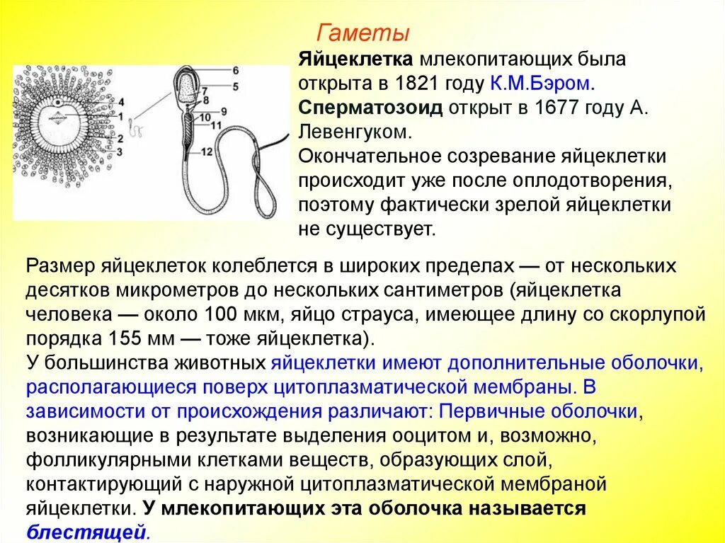 Развитие половых клеток оплодотворение. Образование половых клеток оплодотворение кратко. Тип яйцеклетки у млекопитающих. Созревание яйцеклетки.