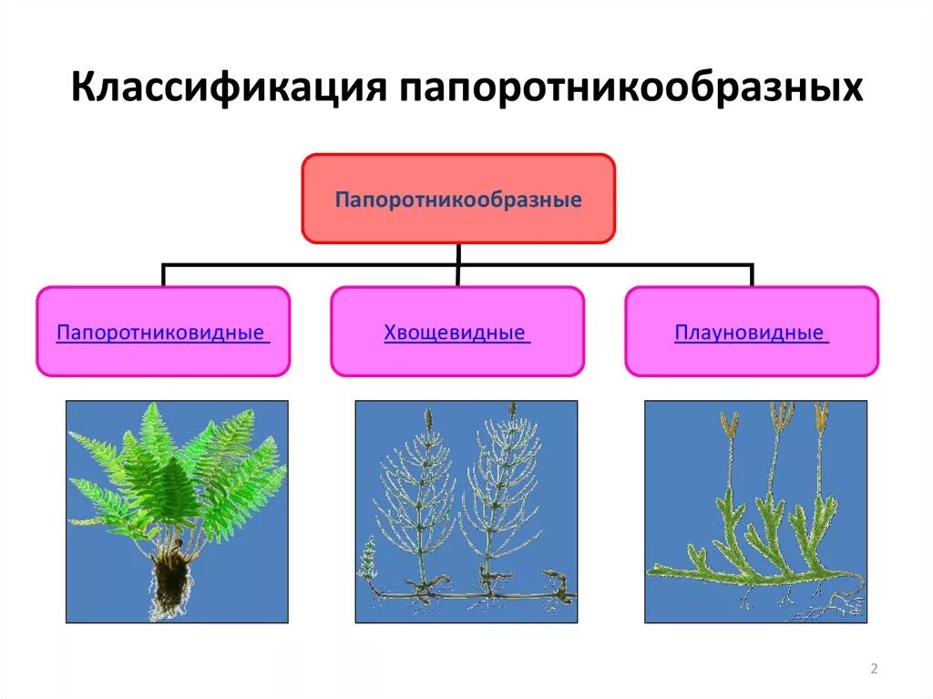 Какие жизненные формы папоротников. Жизненная форма плаунов хвощей и папоротников. Плауны хвощи папоротники 6 класс биология. Плауны хвощи папоротники 6 класс. Папоротники представители таблица.